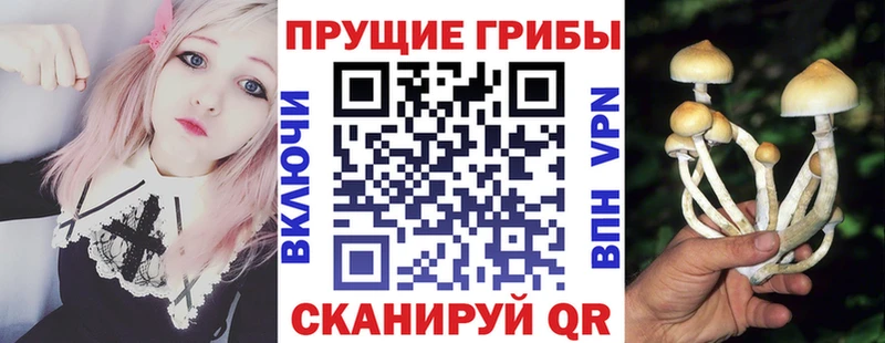 Галлюциногенные грибы Psilocybe  Нижневартовск 